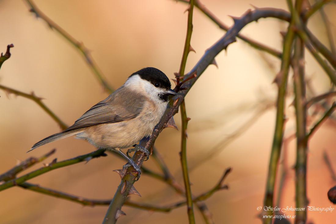 Entita / Marsh Tit Parus palustris 