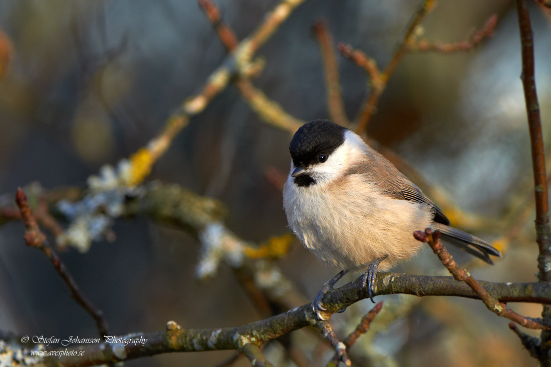 Entita / Marsh Tit Parus palustris 