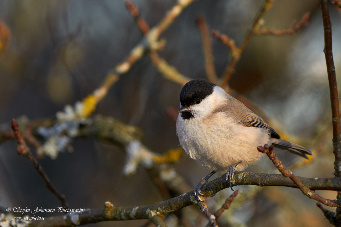 Parus palustris 