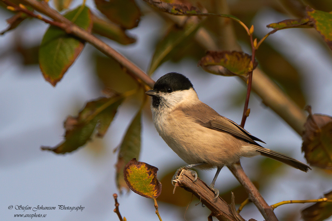 Parus palustris 