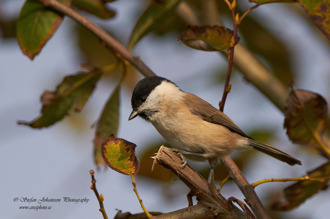 Parus palustris 