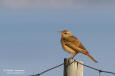 Fltpiplrka /Tawny Pipit