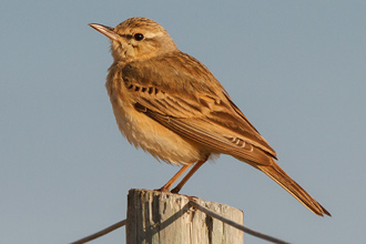 Fältpiplärka /Tawny Pipit