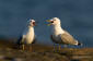 Fiskms / Common Gull Larus canus 