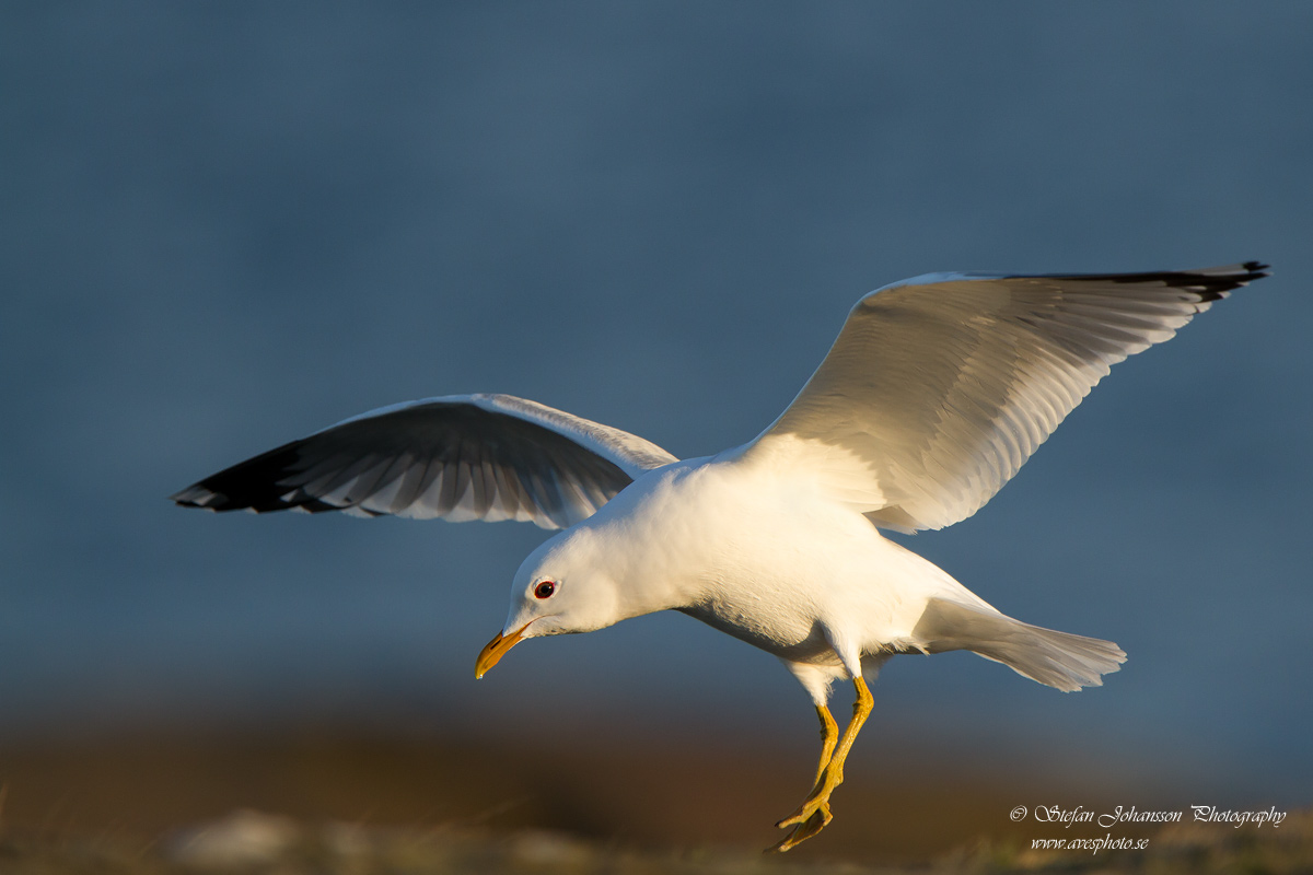 Fiskms / Common Gull Larus canus 