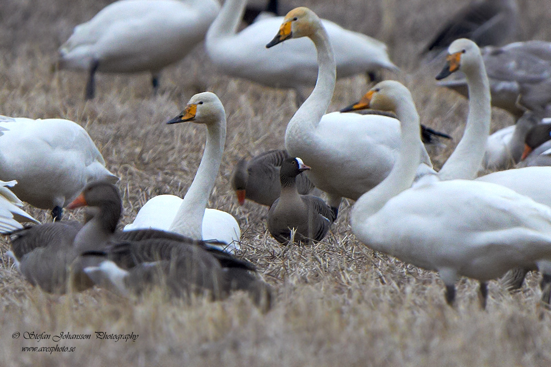 Fjllgs / Lesser White-fronted Goose