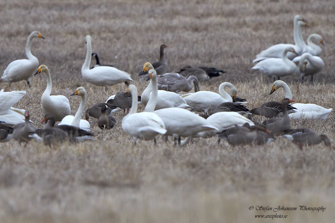 Fjllgs / Lesser White-fronted Goose