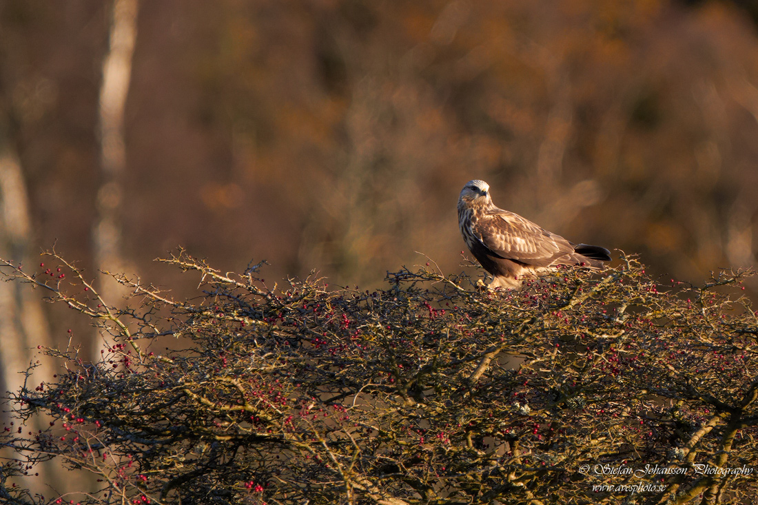 Fjllvrk / Rough-legged Buzzard Buteo lagopus 