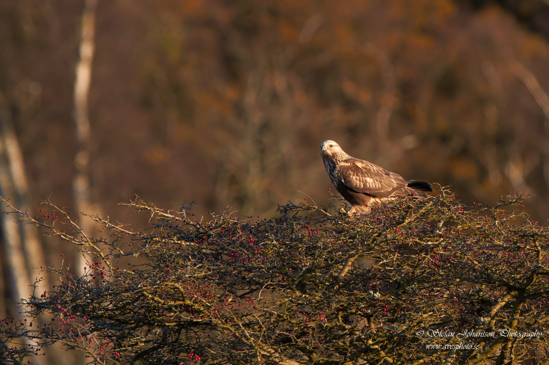 Fjllvrk / Rough-legged Buzzard Buteo lagopus Fjllvrk / Rough-legged Buzzard Buteo lagopus Fjllvrk / Rough-legged Buzzard Buteo lagopus 