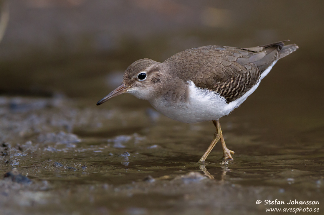 Flckdrillsnppa / Spotted Sandpiper Actitis macularia