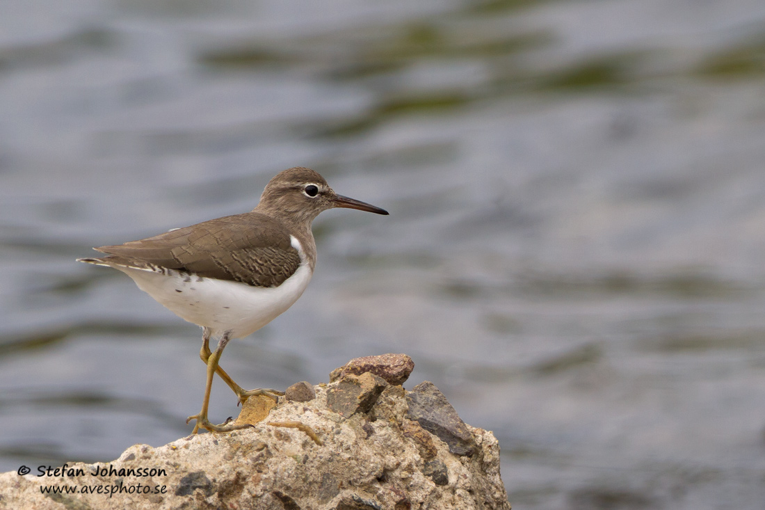 Flckdrillsnppa / Spotted Sandpiper Actitis macularia