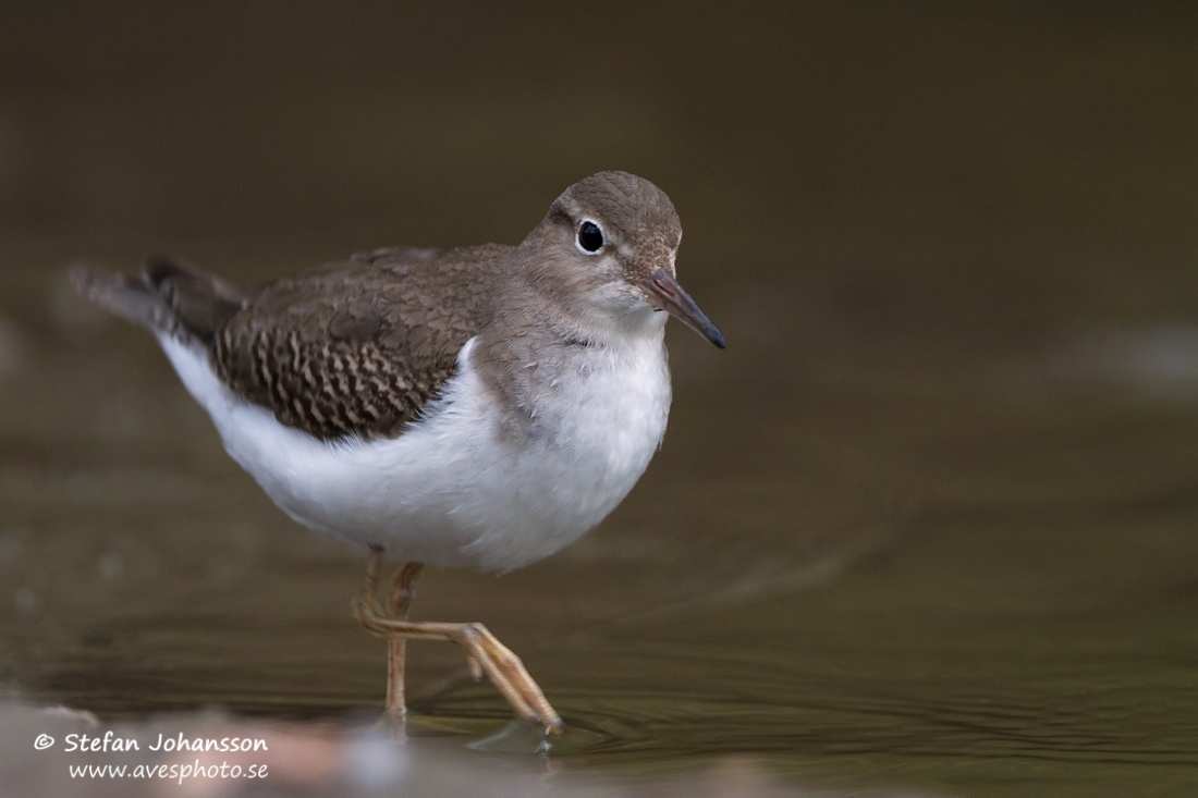 Flckdrillsnppa / Spotted Sandpiper Actitis macularia