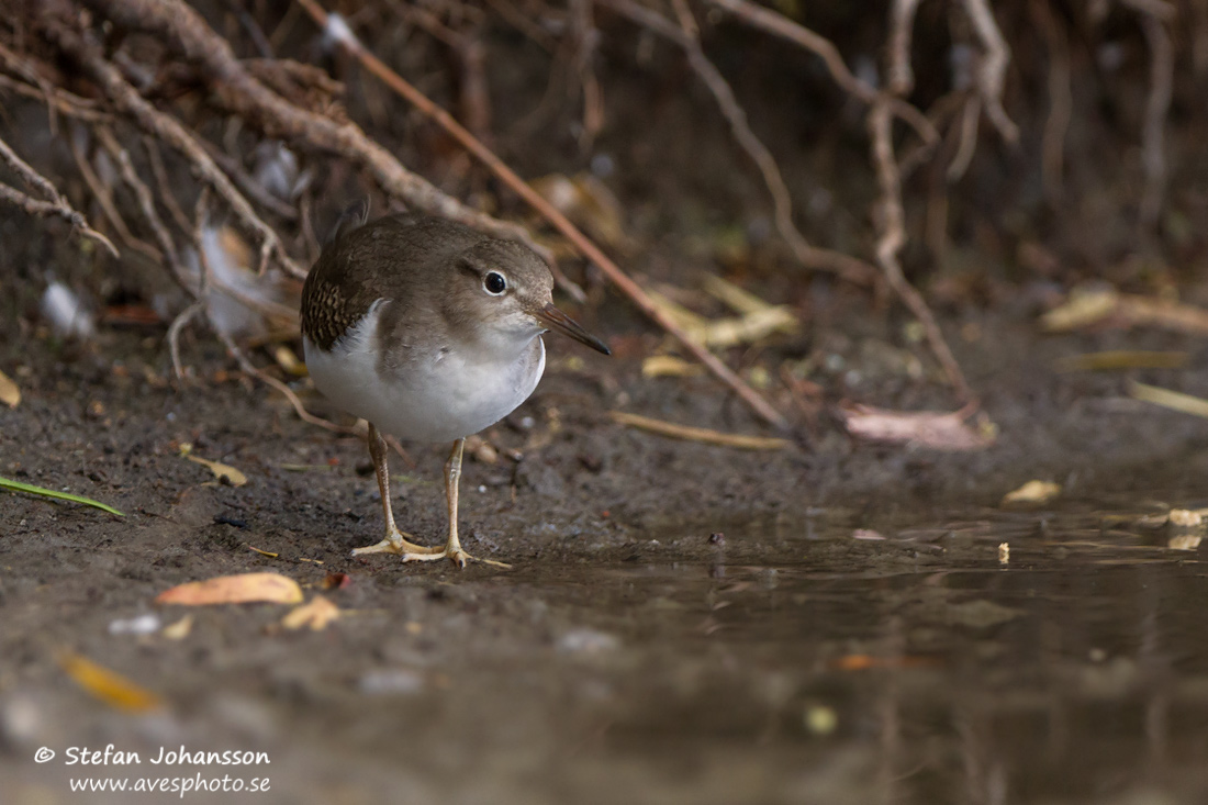 Flckdrillsnppa / Spotted Sandpiper 