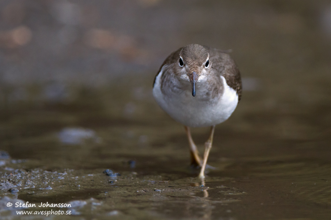 Flckdrillsnppa / Spotted Sandpiper 