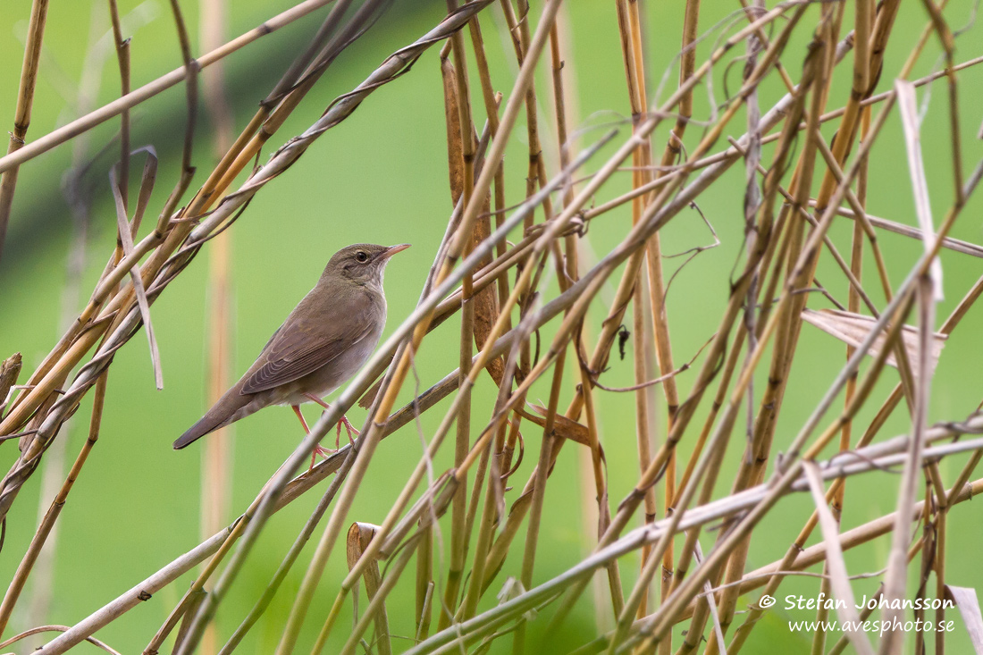 Flodsngare / River Warbler Locustella fluviatilis 