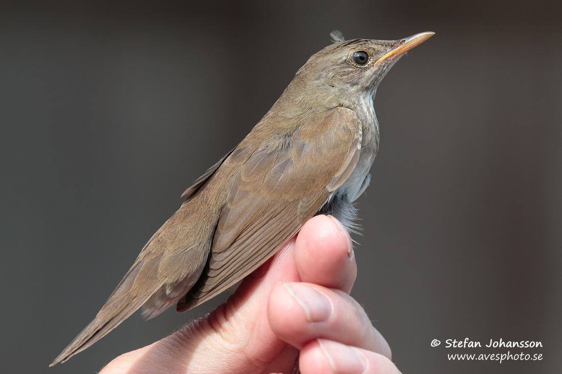 Flodsngare / River Warbler Locustella fluviatilis 