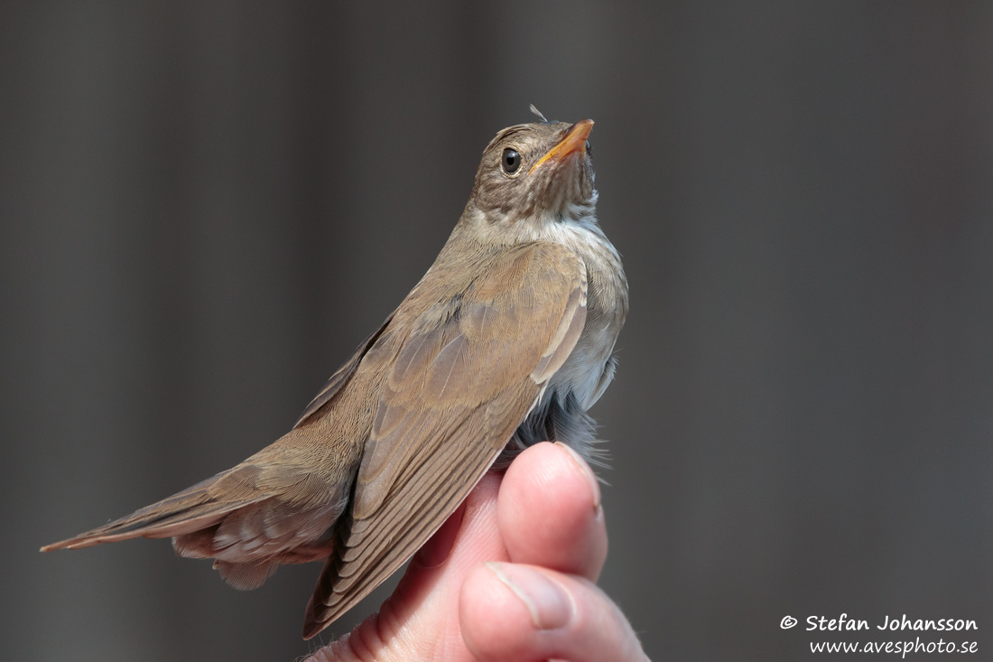 Flodsngare / River Warbler Locustella fluviatilis 