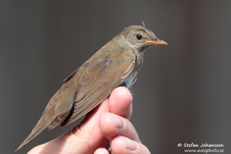 Flodsångare / River Warbler 