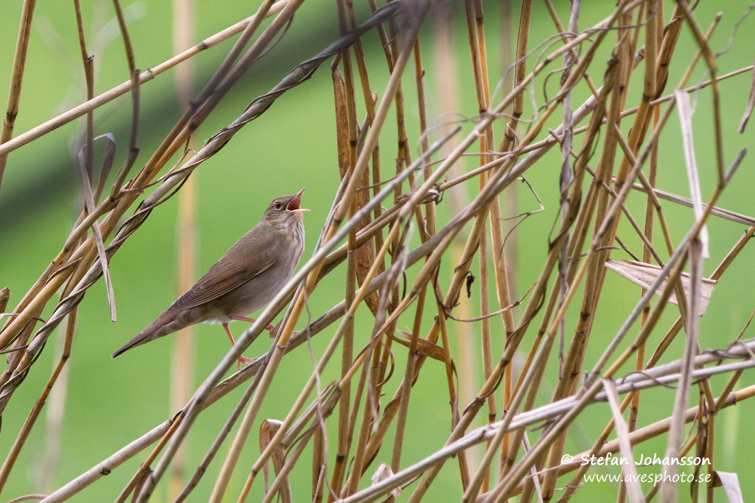 Flodsngare / River Warbler Locustella fluviatilis 