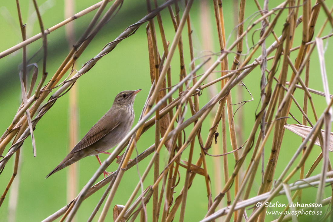 Flodsngare / River Warbler Locustella fluviatilis 