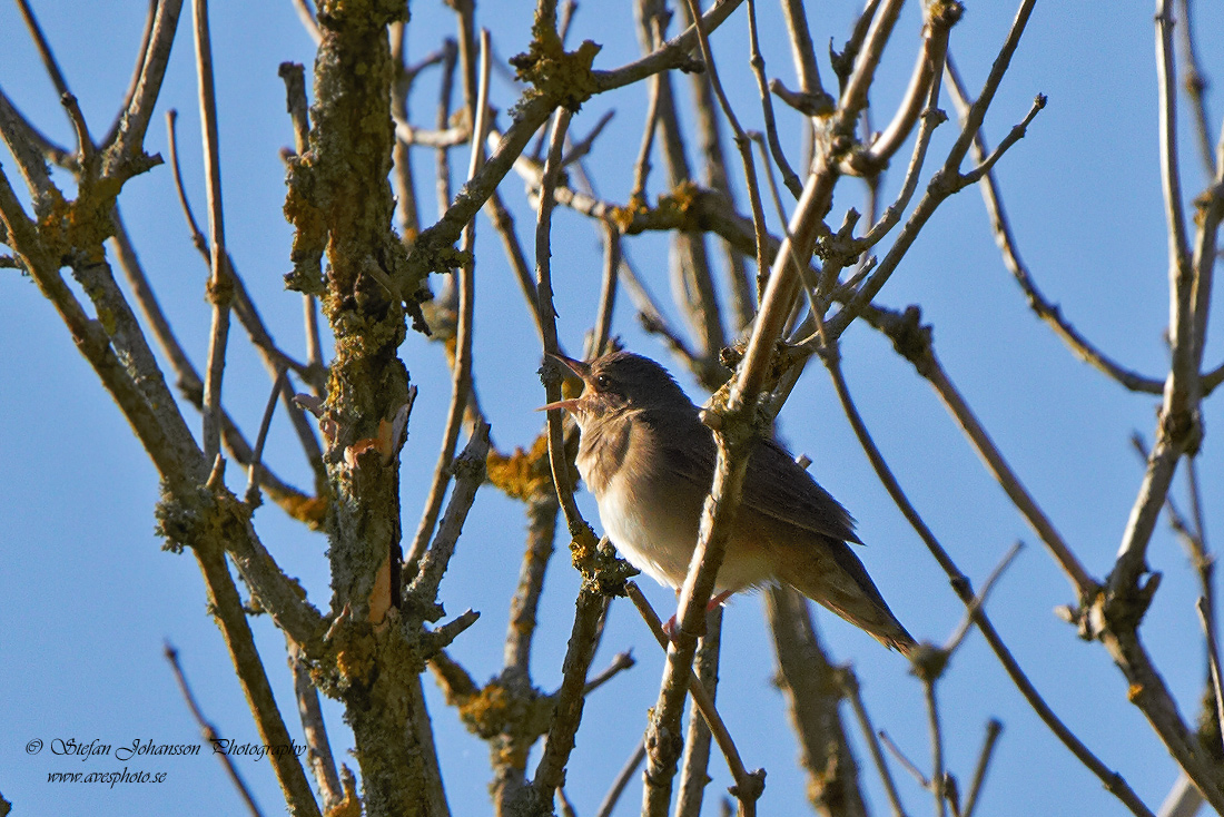 Flodsångare / River Warbler Locustella fluviatilis 