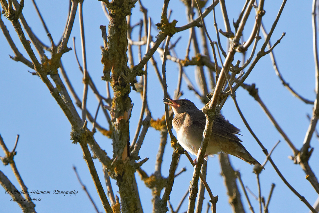 Flodsngare / River Warbler Locustella fluviatilis 