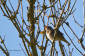 Flodsngare / River Warbler Locustella fluviatilis 