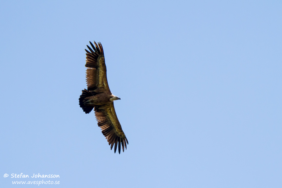 Gsgam / Griffon Vulture Gyps fulvus