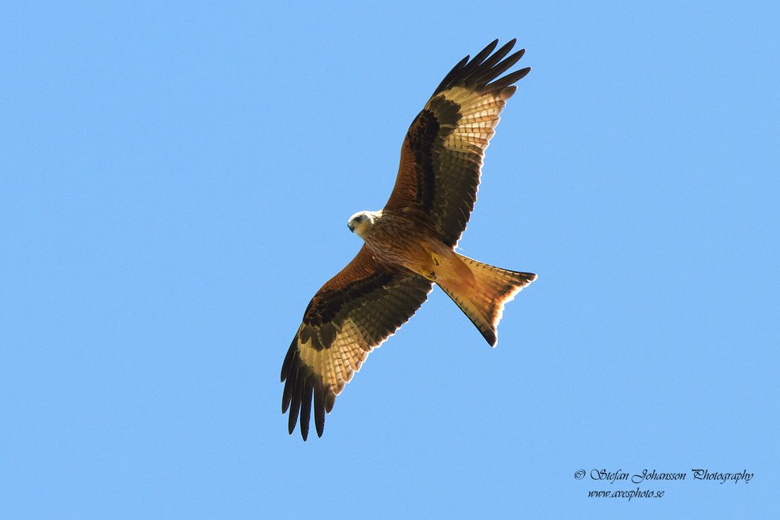 Rd glada / Red Kite Milvus milvus 