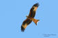 Rd glada / Red Kite Milvus milvus 