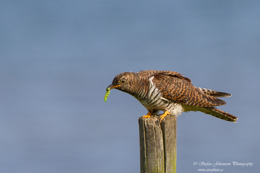 Gk / Cuckoo Cuculus canorus 