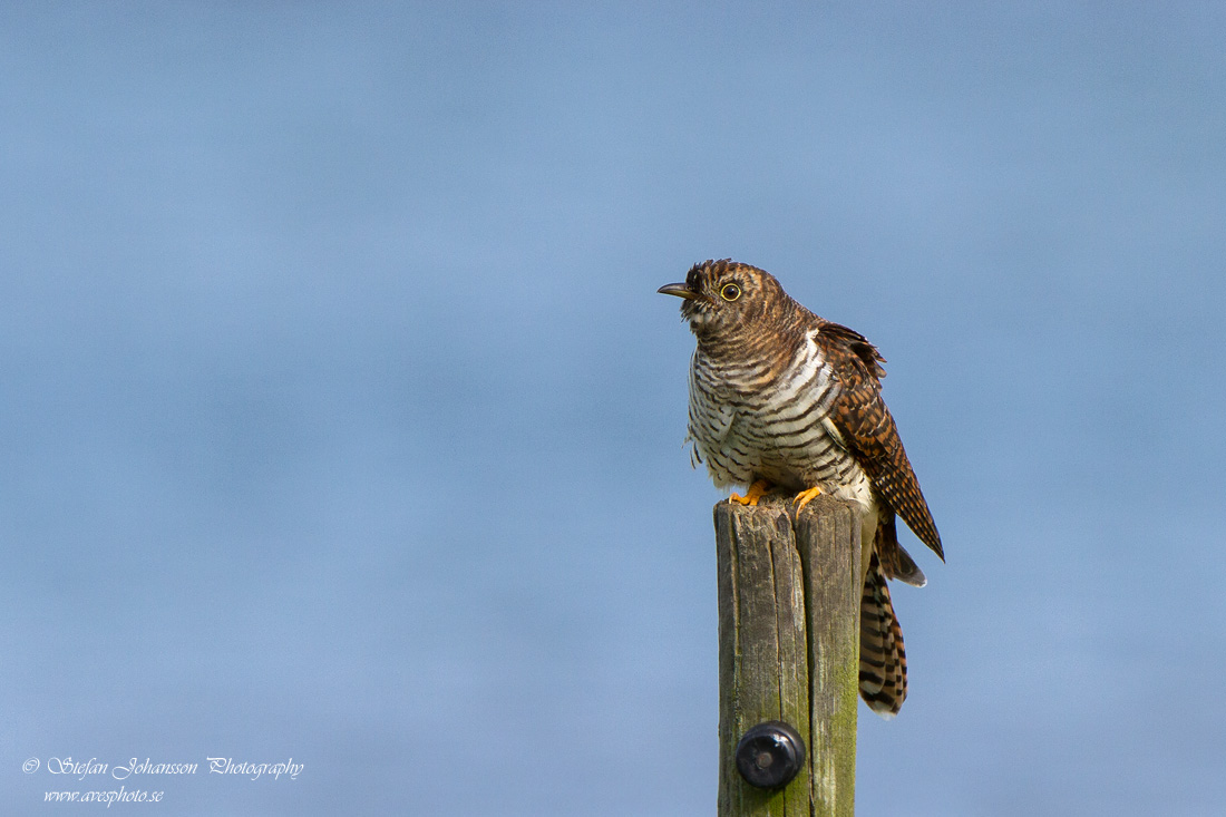 Gk / Cuckoo Cuculus canorus 