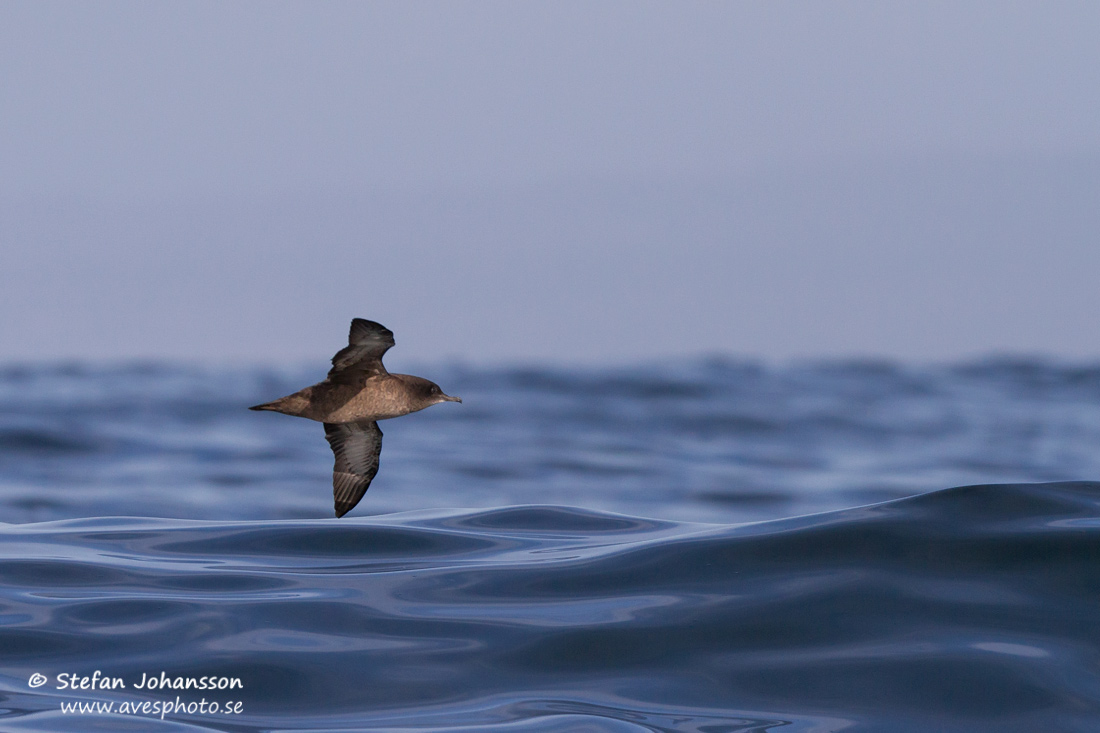 Grlira / Sooty Shearwater Puffinus griseus torquatus 