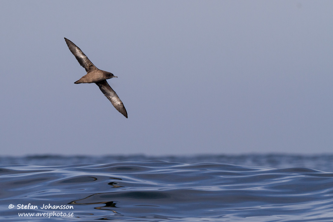 Grlira / Sooty Shearwater Puffinus griseus torquatus 