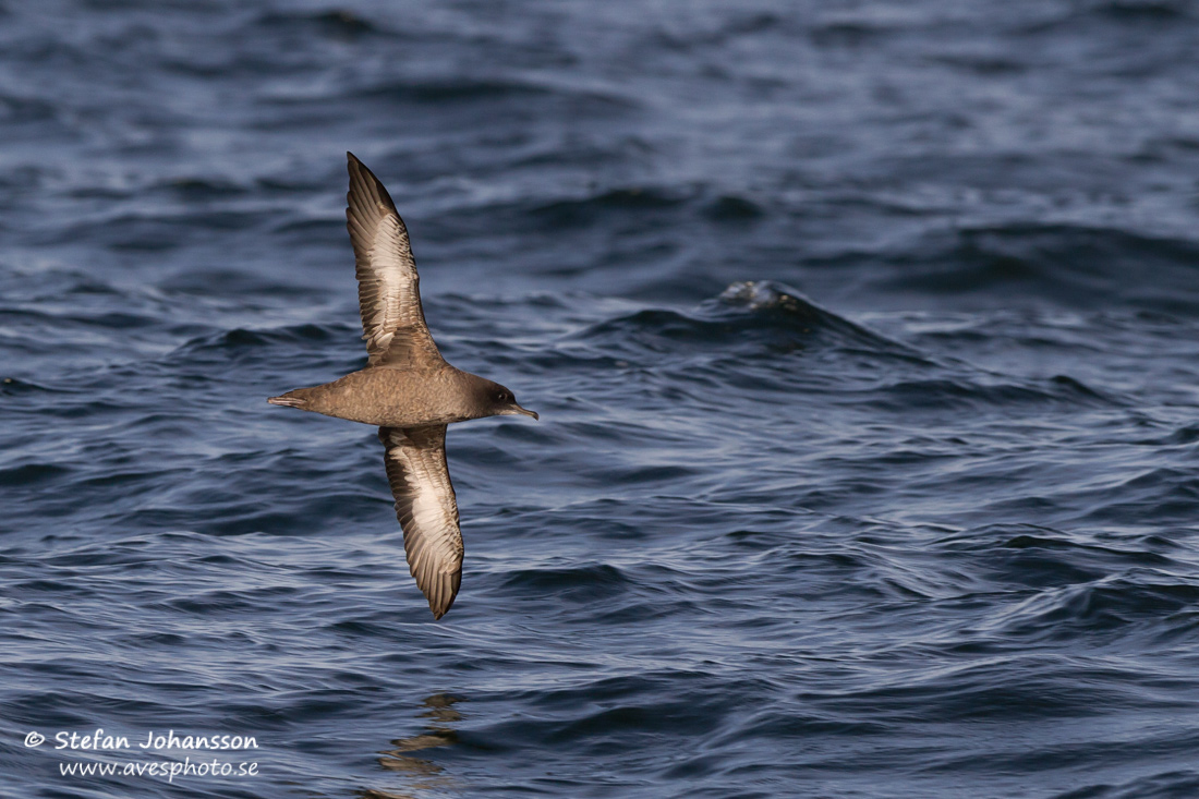 Grlira / Sooty Shearwater Puffinus griseus torquatus 