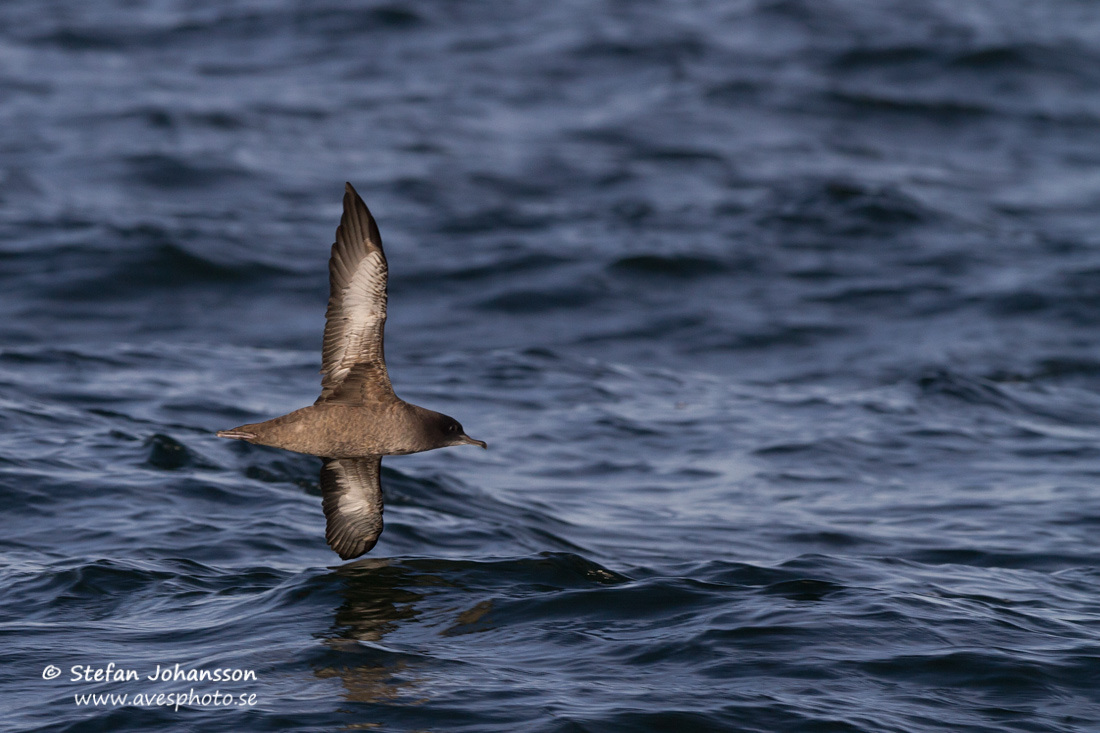 Grlira / Sooty Shearwater Puffinus griseus torquatus 