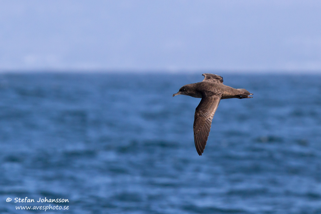 Grlira / Sooty Shearwater Puffinus griseus torquatus 