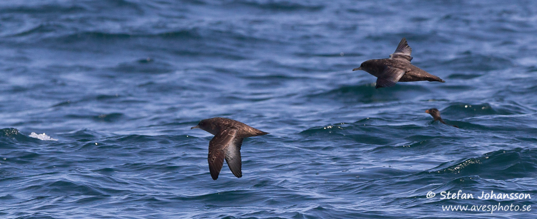 Grlira / Sooty Shearwater Puffinus griseus torquatus 