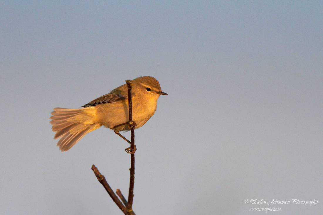 Gransångare / Chiffchaff  Phylloscopus collybita