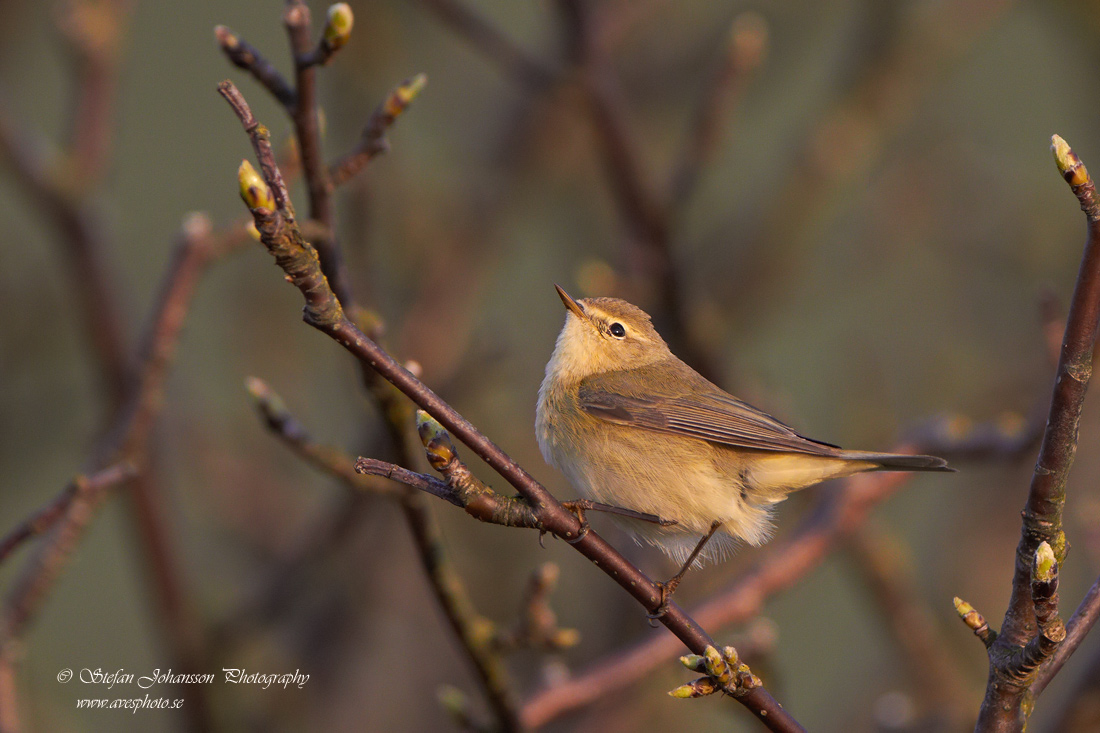 Gransångare / Chiffchaff  Phylloscopus collybita