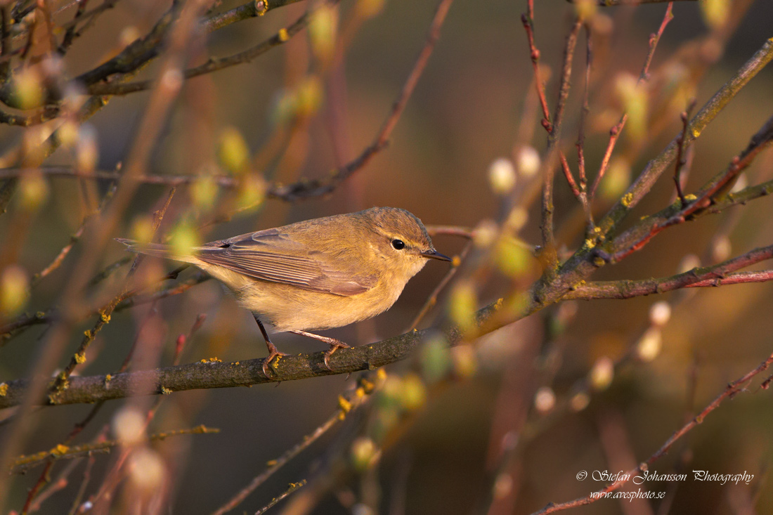 Gransångare / Chiffchaff  Phylloscopus collybita