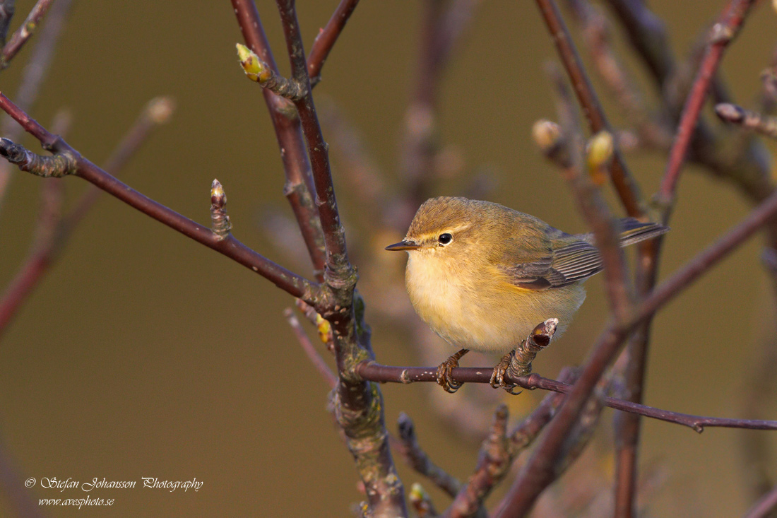 Gransångare / Chiffchaff  Phylloscopus collybita