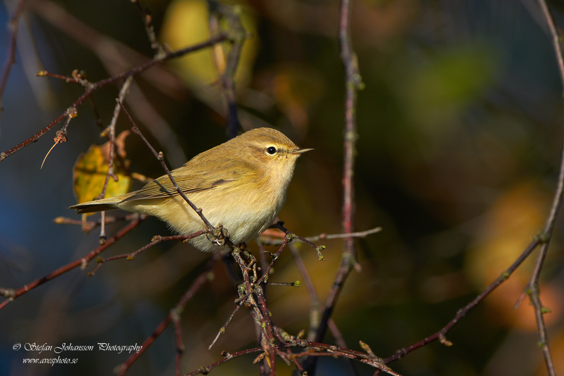 Phylloscopus collybita