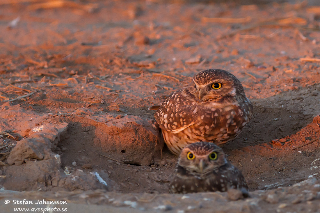 Athene cunicularia 