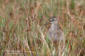 Grnbena / Wood Sandpiper Tringa glareola 