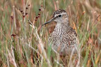 Grönbena / Wood Sandpiper