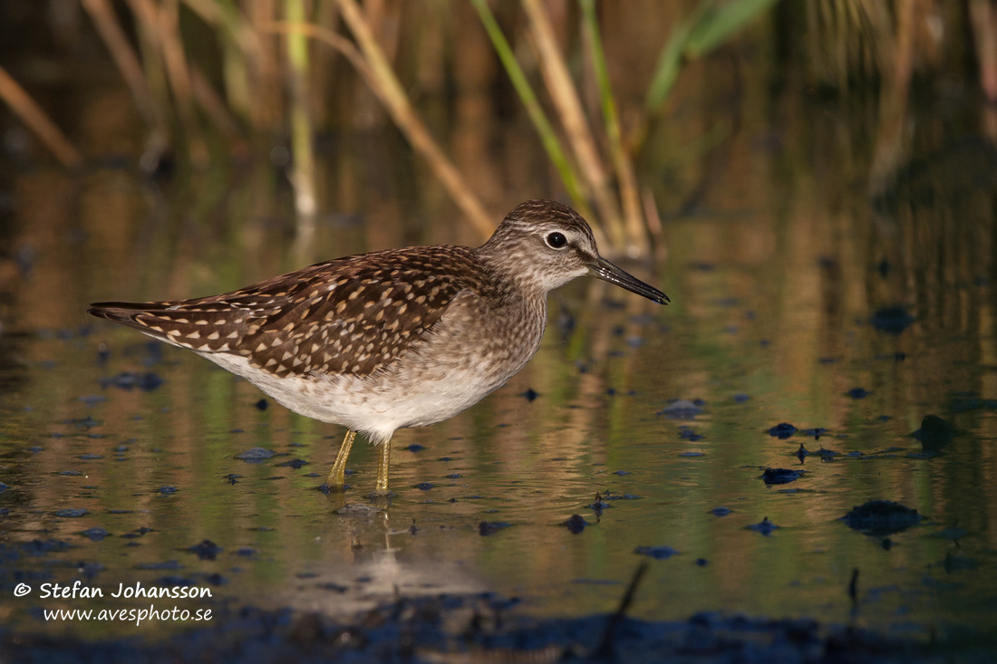 Grnbena / Wood Sandpiper 