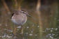 Grnbena / Wood Sandpiper Tringa glareola 