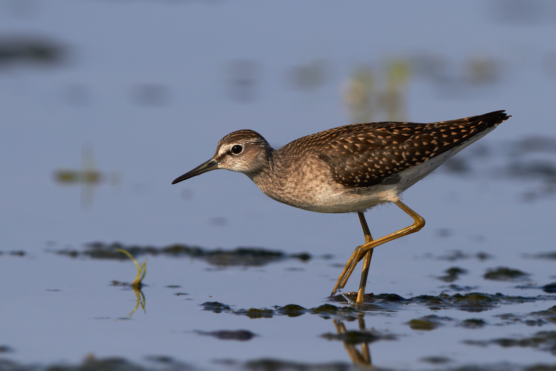 Grnbena / Wood Sandpiper Tringa glareola 