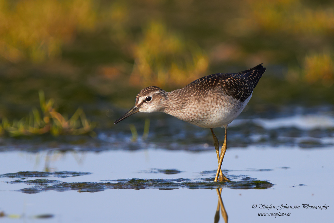 Grnbena / Wood Sandpiper Tringa glareola 